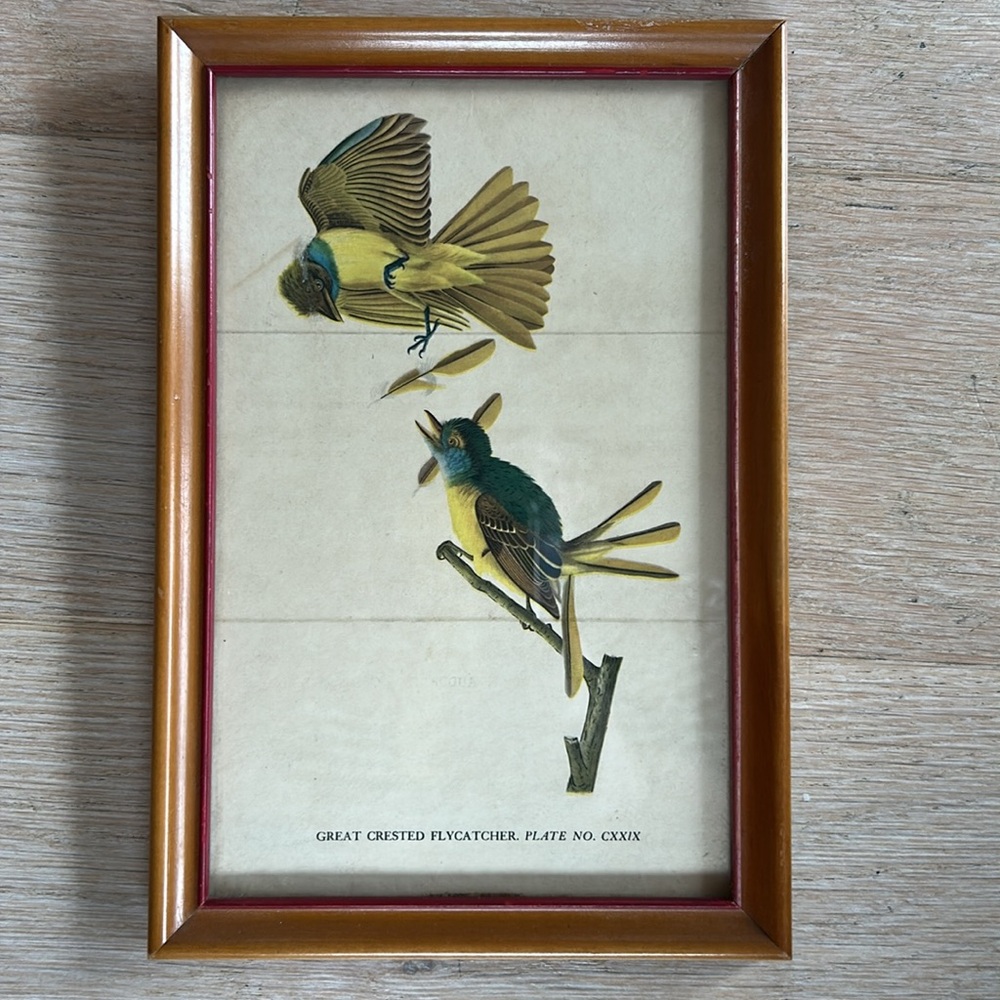Vintage Framed Print Great Crested Flycatcher Bird
